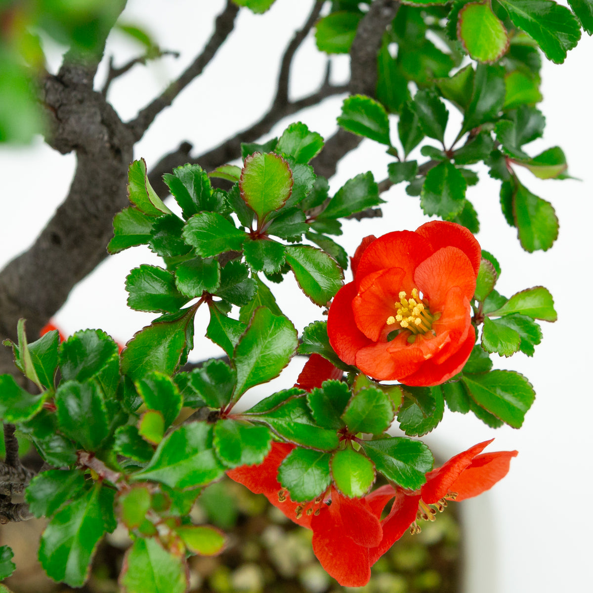Chaenomeles speciosa (Japansk kvæde), højde ~38cm