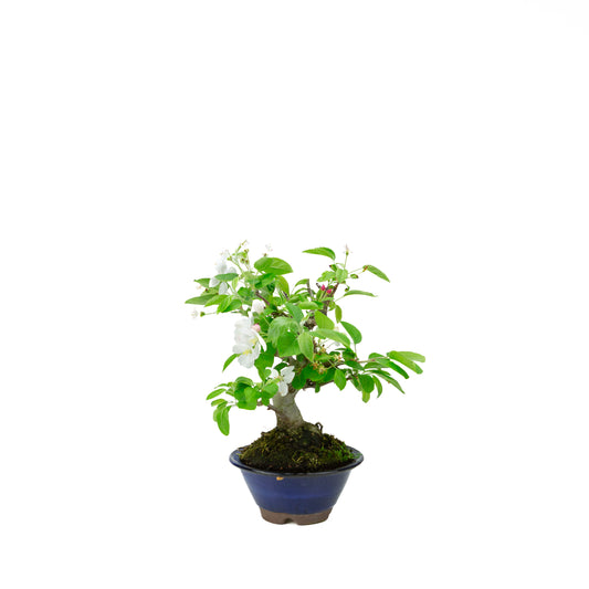 Malus halliana (æble), højde ~30 cm