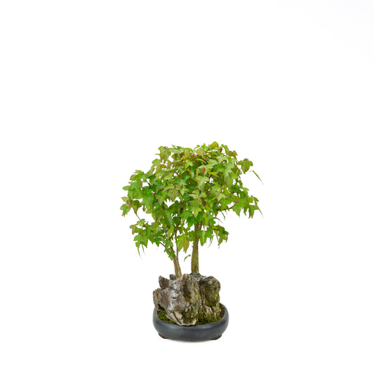 Acer buergerianum (Tretandet ahorn) med sten, højde ~34 cm