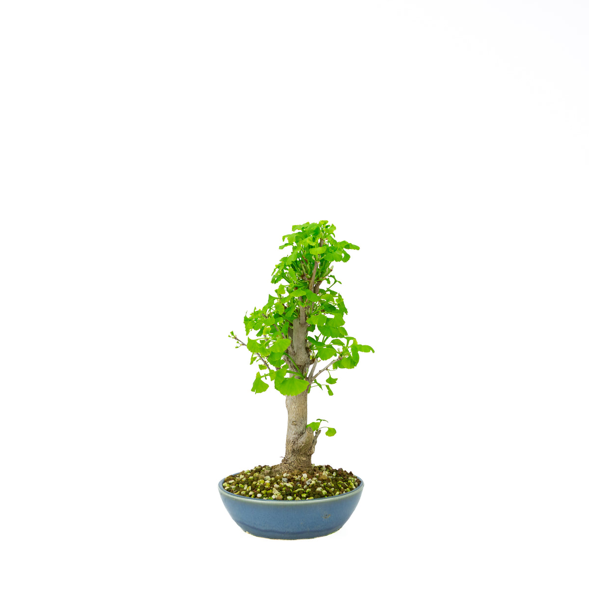 Ginkgo biloba (Tempeltræ), højde ~37 cm