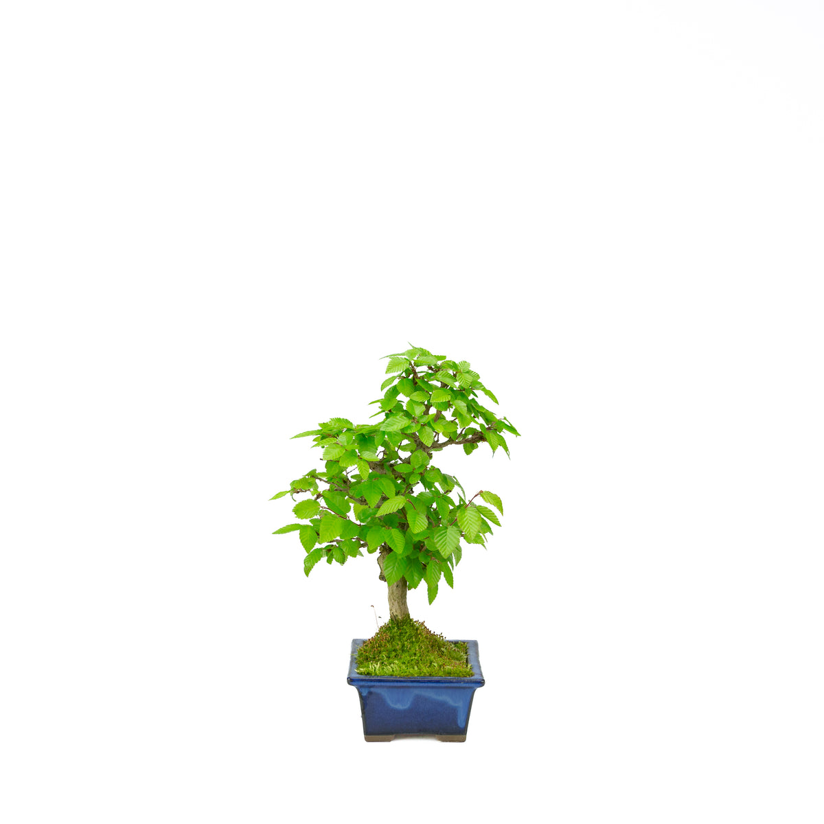 Carpinus coreana (koreansk avnbøg), højde ~31 cm
