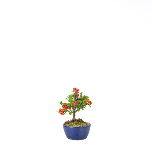 Chaenomeles speciosa (japansk kvæde), højde ~22 cm