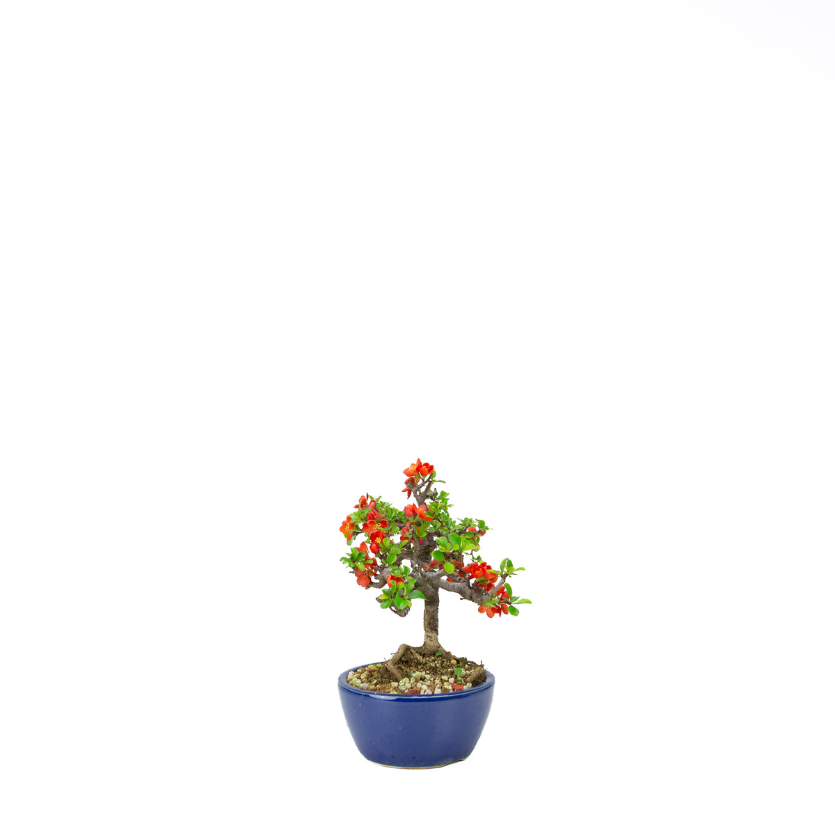 Chaenomeles speciosa (japansk kvæde), højde ~22 cm