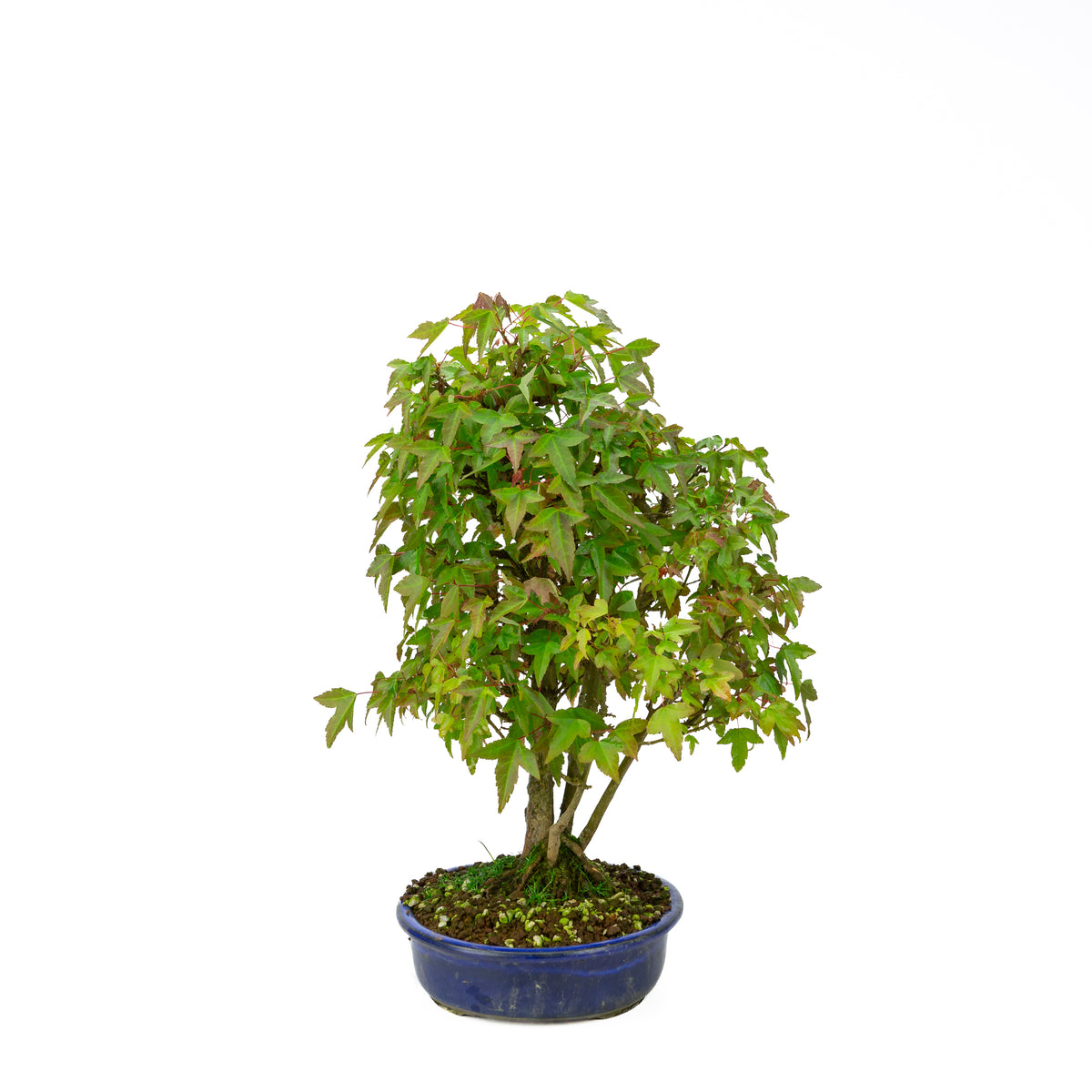 Acer buergerianum (tretandet ahorn) klumpform, højde ~45 cm
