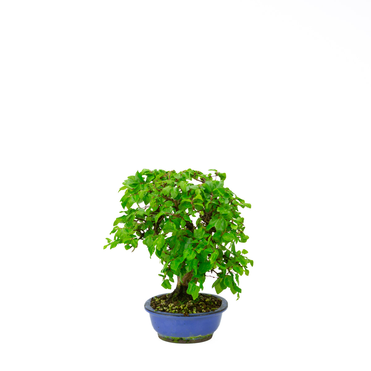 Carpinus coreana (koreansk avnbøg) klumpstil, højde ~34 cm