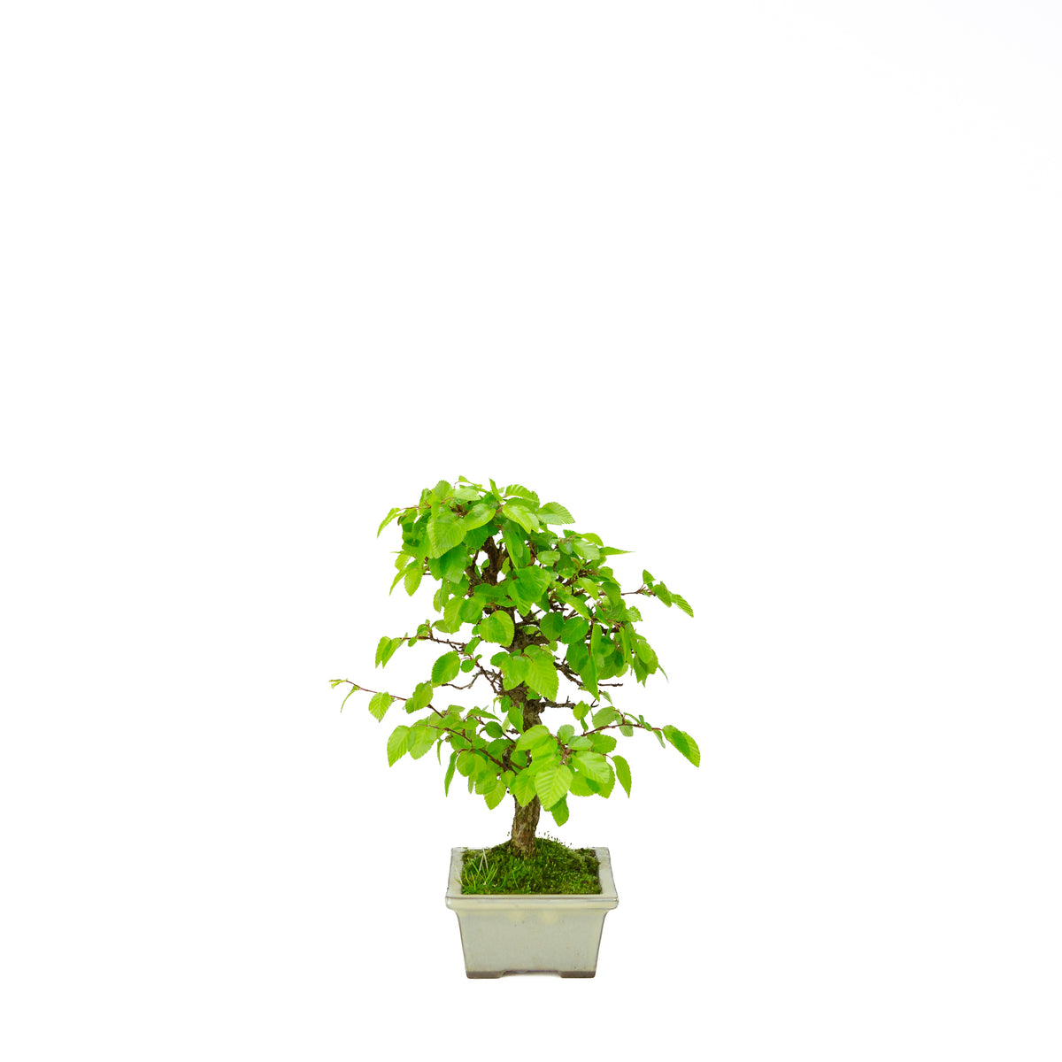 Carpinus coreana (koreansk avnbøg), højde ~33 cm