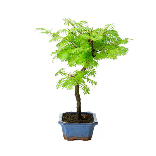 Metasequoia glyptostroboides pot 19 cm, højde ~40 cm