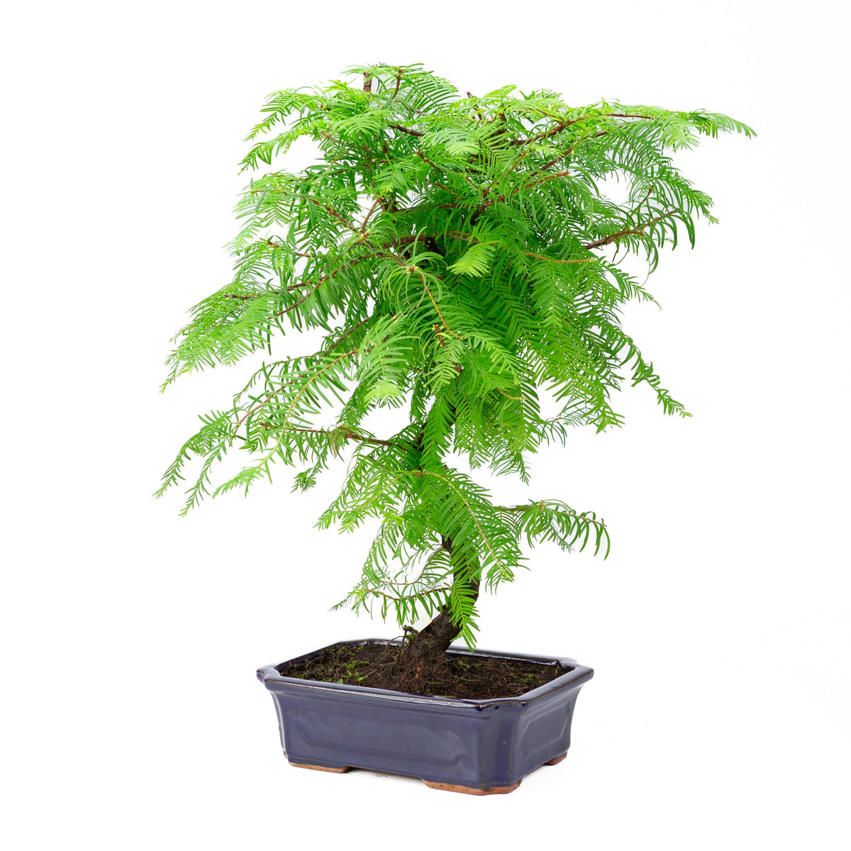 Metasequoia glyptostroboides pot 24cm, højde ~53cm