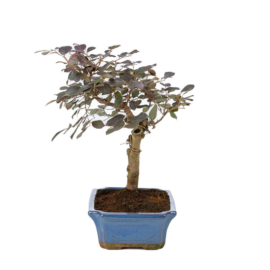 Loropetalum rubra Bonsai i blå potte 24cm, højde ~40cm
