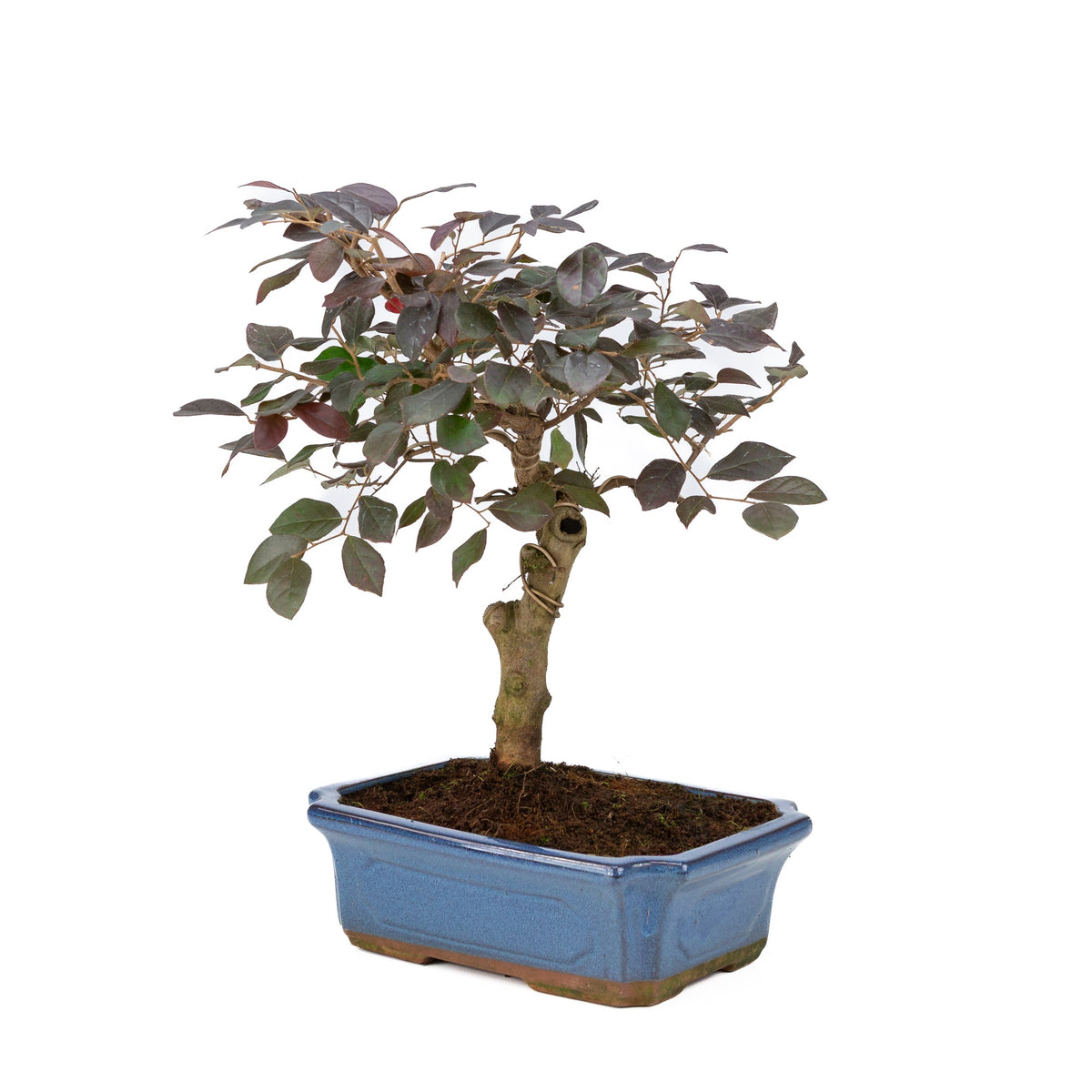 Loropetalum rubra Bonsai i blå potte 24cm, højde ~40cm