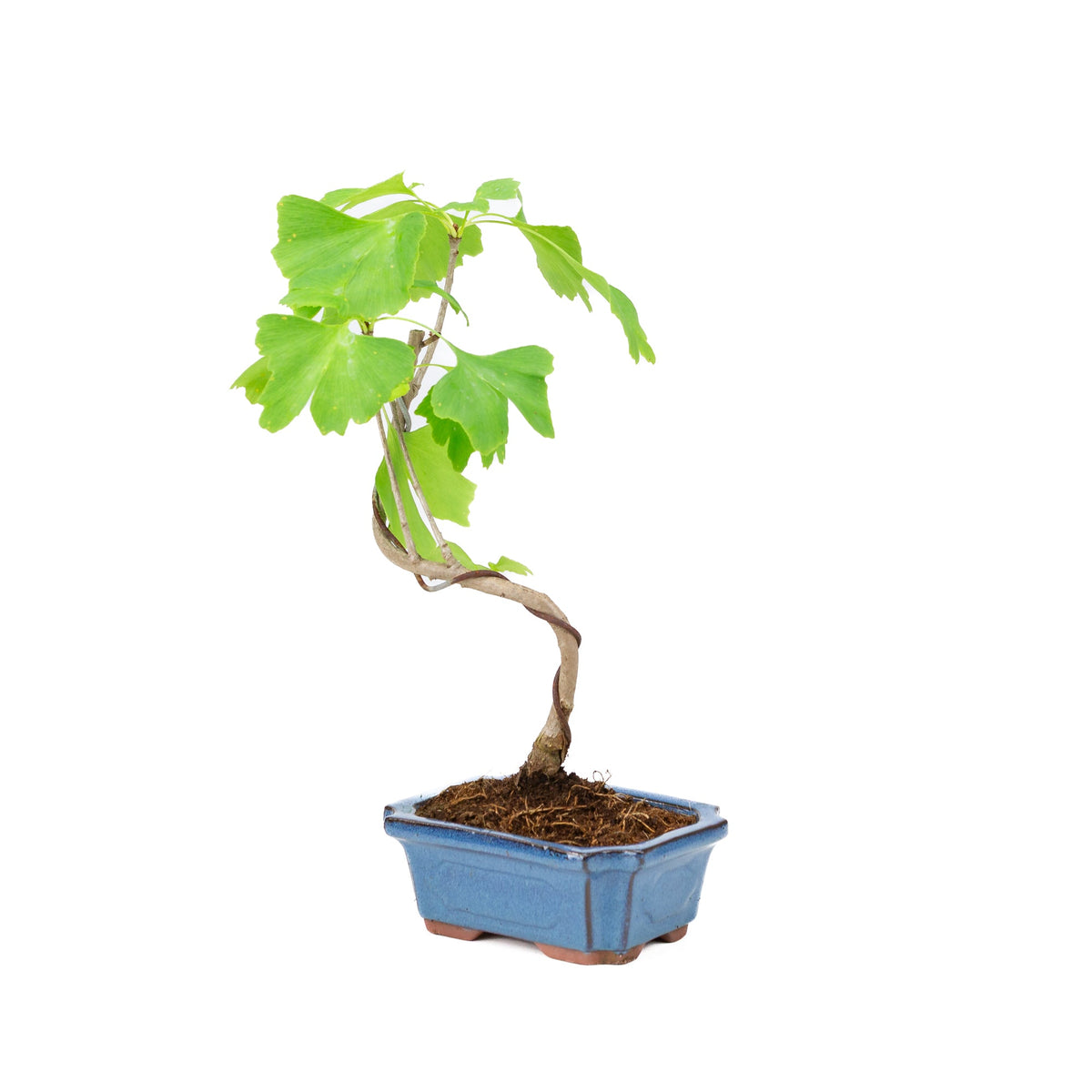 Ginkgo biloba (Tempeltræ) blå rektangulær potte 15 cm, højde ~32 cm