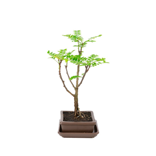 Phyllanthus buxifolius Bonsai i brun potte 15,5 cm, højde ~33 cm