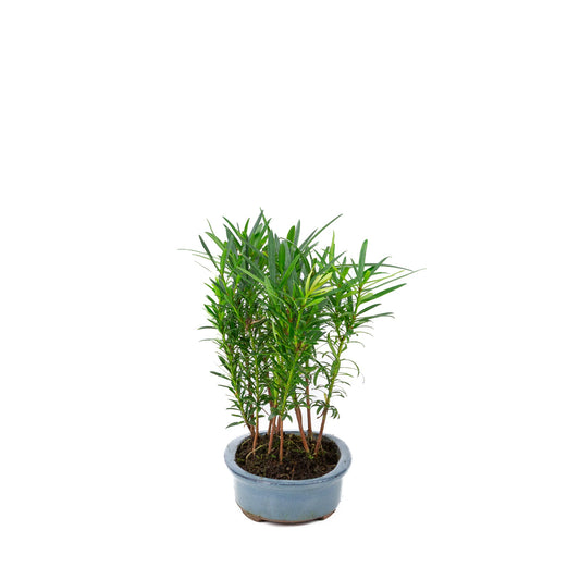 Podocarpus macrophylla gruppe oval potte 20cm, højde ~35cm