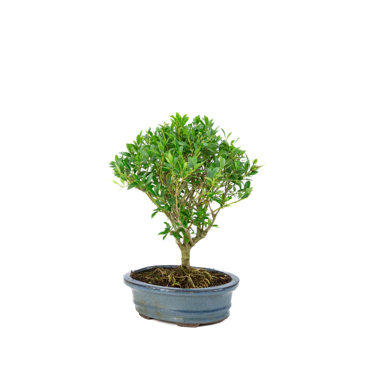 Ilex crenata (Japansk kristtorn) Bonsai i blå potte 18 cm, højde ~25 cm
