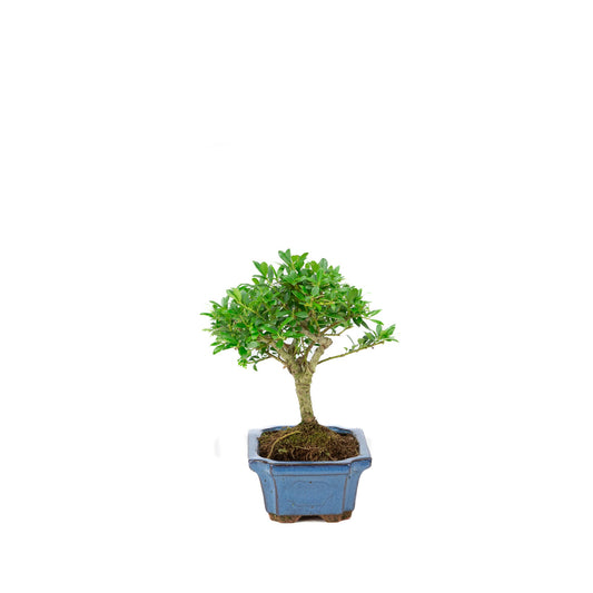 Ilex crenata (japansk kristtorn) blå rektangulær potte 15 cm, højde ~24 cm