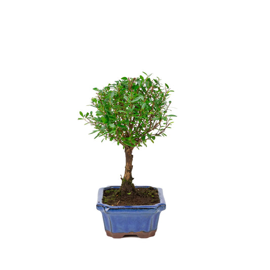 Syzygium buxifolium blå potte 19cm, højde ~30cm