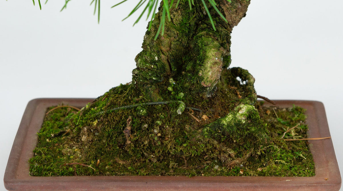Buiten Bonsai Pinus parviflora ongeglazuurde rechthoekige pot 15cm, hoogte ~28cm