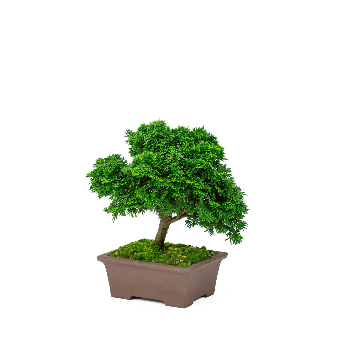 Buiten Bonsai Chamaecyparis obtusa ongeglazuurde rechthoekige pot 13cm, hoogte ~22cm