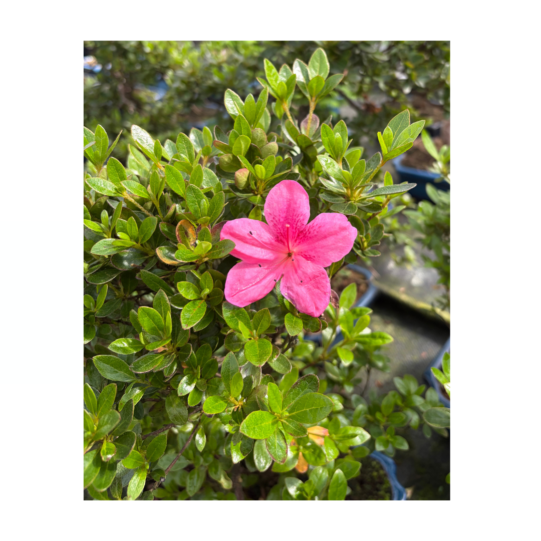 Rhododendron indicum (satsuki azalea), højde ~40cm