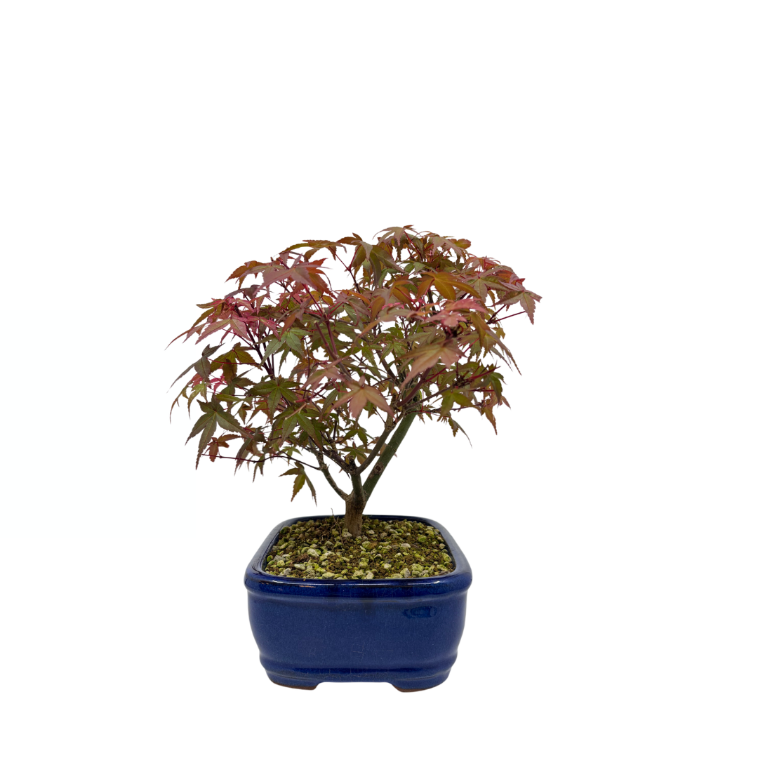 Acer palmatum 'Deshojo' (japansk løn), højde ~28 cm