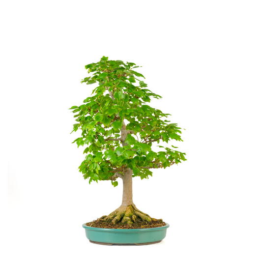Acer buergerianum 'Miyasama' (Treflipper-løn) nr. 16, højde ~68 cm