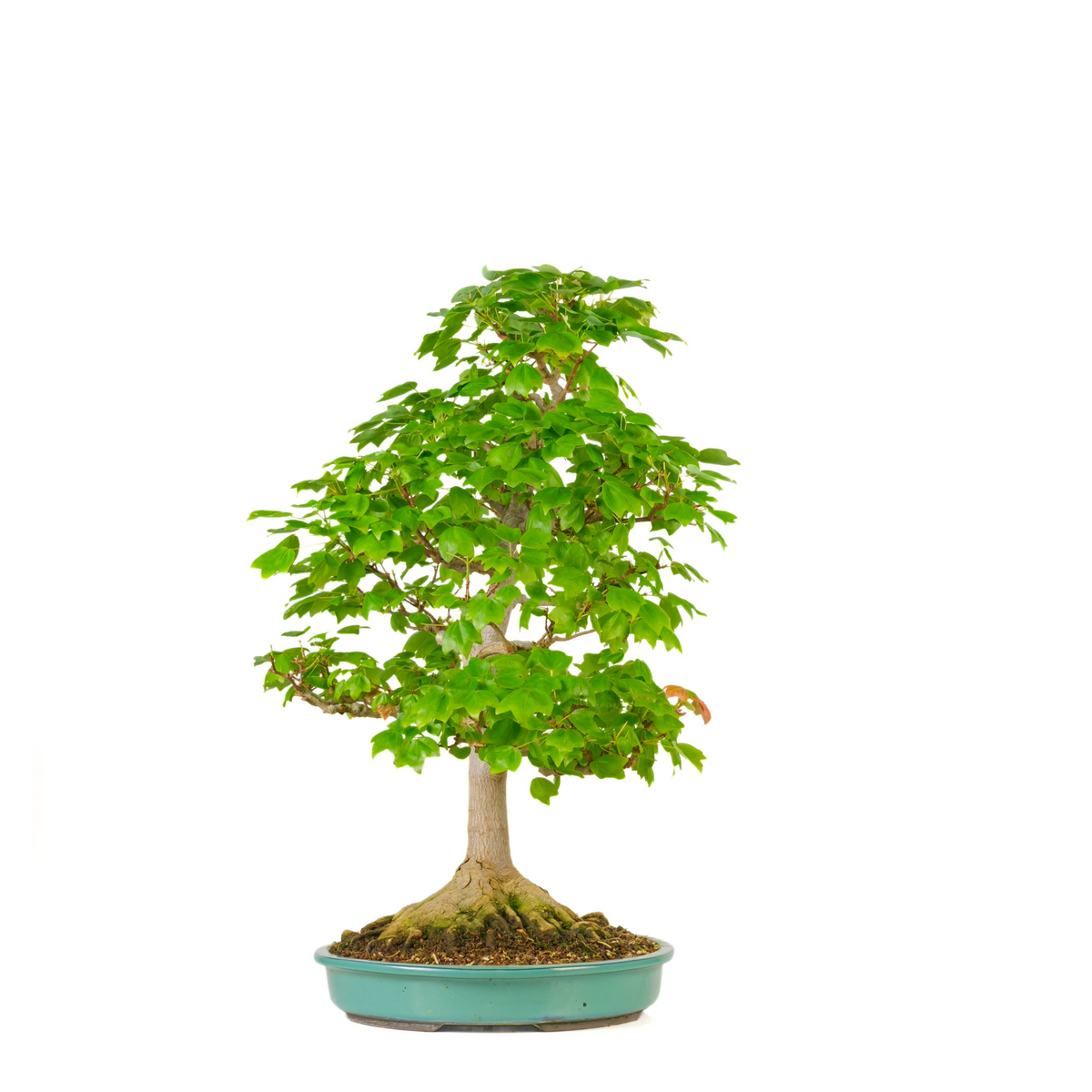 Acer buergerianum 'Miyasama' (Treflipper-løn) nr. 16, højde ~68 cm