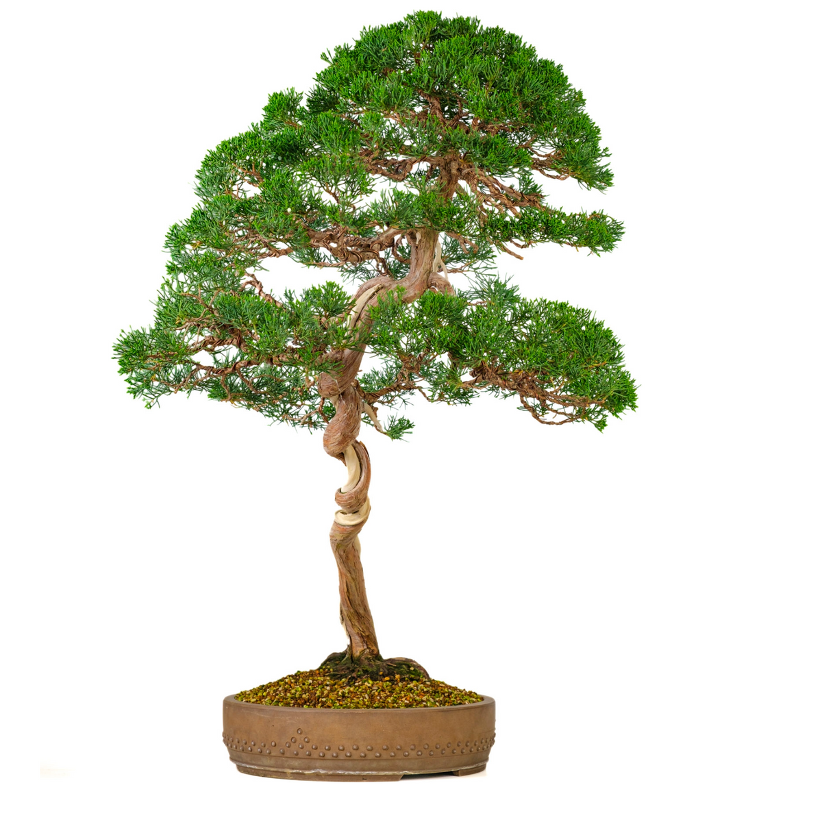 Juniperus chinensis (Kinesisk enebær) nr. 57, højde ~88 cm