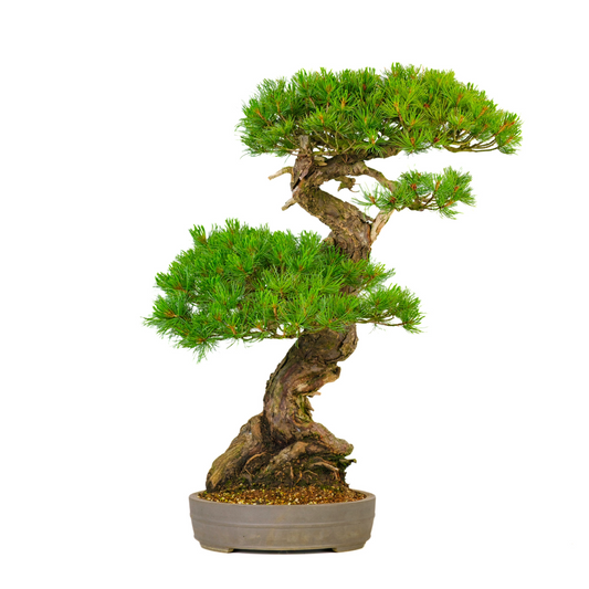 Pinus parviflora (japansk hvidfyr) nr. 72, højde ~82 cm