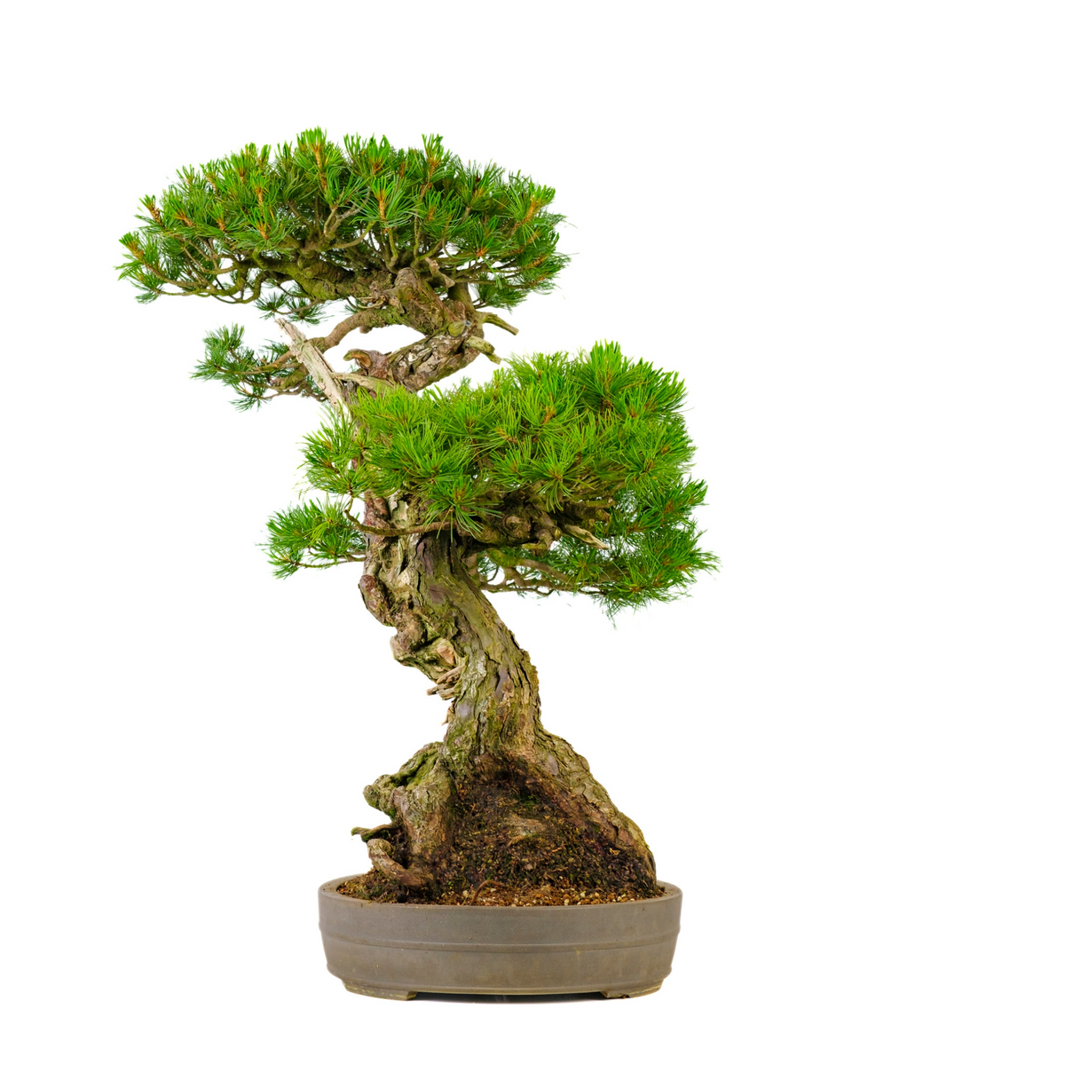 Pinus parviflora (japansk hvidfyr) nr. 72, højde ~82 cm