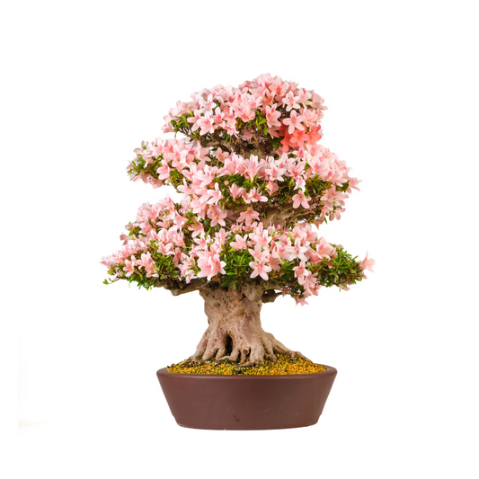 Rhododendron indicum 'Nyohozan' (Azalea) nr. 94, højde ~75 cm