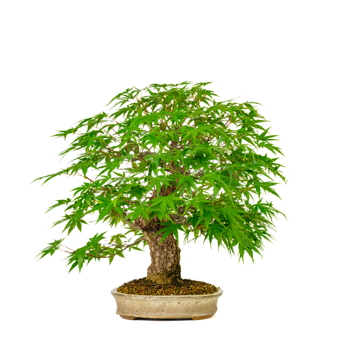 Acer palmatum 'Arakawa' (Japansk ahorn) nr. 10, højde ~55 cm