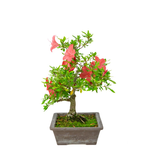 Rhododendron indicum (satsuki azalea), højde ~40cm