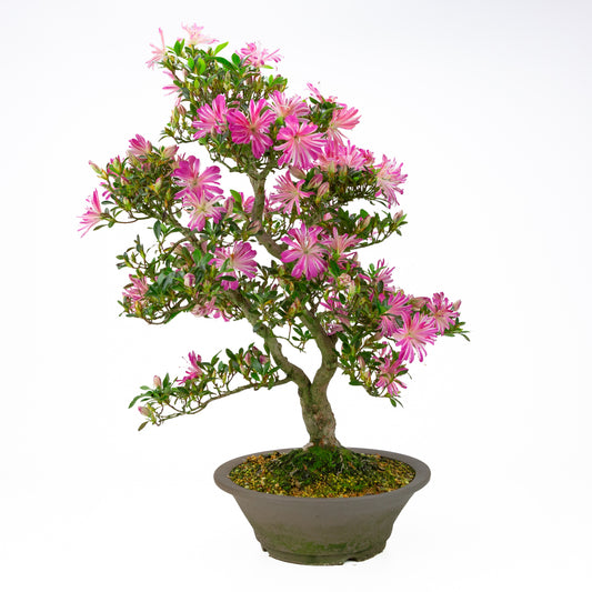 Rhododendron indicum 'Hanabin' (satsuki azalea), højde ~60 cm