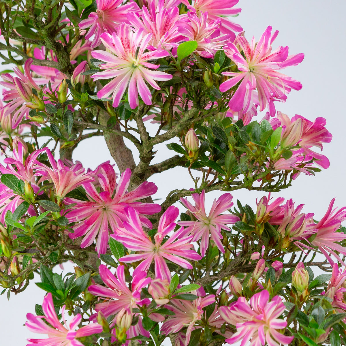 Rhododendron indicum 'Hanabin' (satsuki azalea), højde ~60 cm