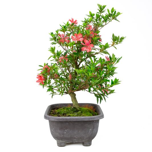 Rhododendron indicum 'Tateyama no Mai' (satsuki-azalea), højde ~51cm