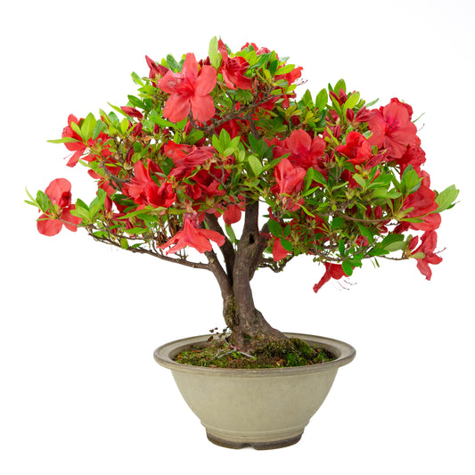 Rhododendron indicum 'Benigasa' (satsuki-azalea), højde ~55 cm