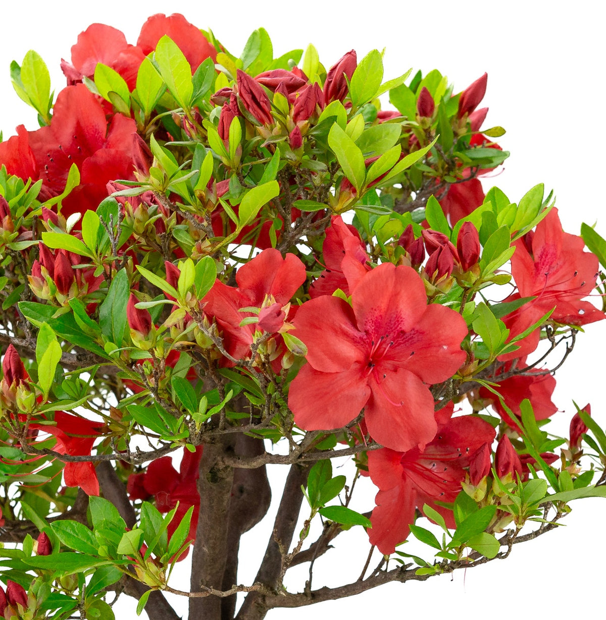 Rhododendron indicum 'Benigasa' (satsuki-azalea), højde ~55 cm