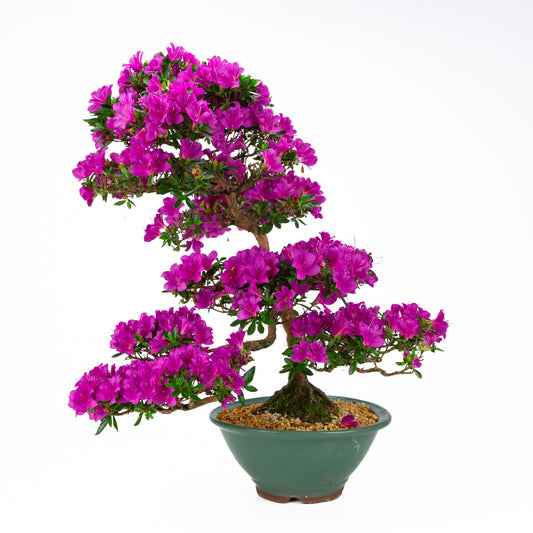 Rhododendron indicum 'Hoshi no Kagayaki' (satsuki azalea), højde ~58 cm