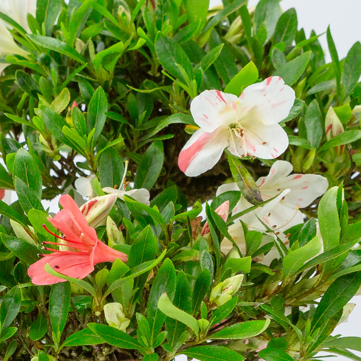 Rhododendron indicum 'Matsuna' (satsuki azalea), højde ~34 cm