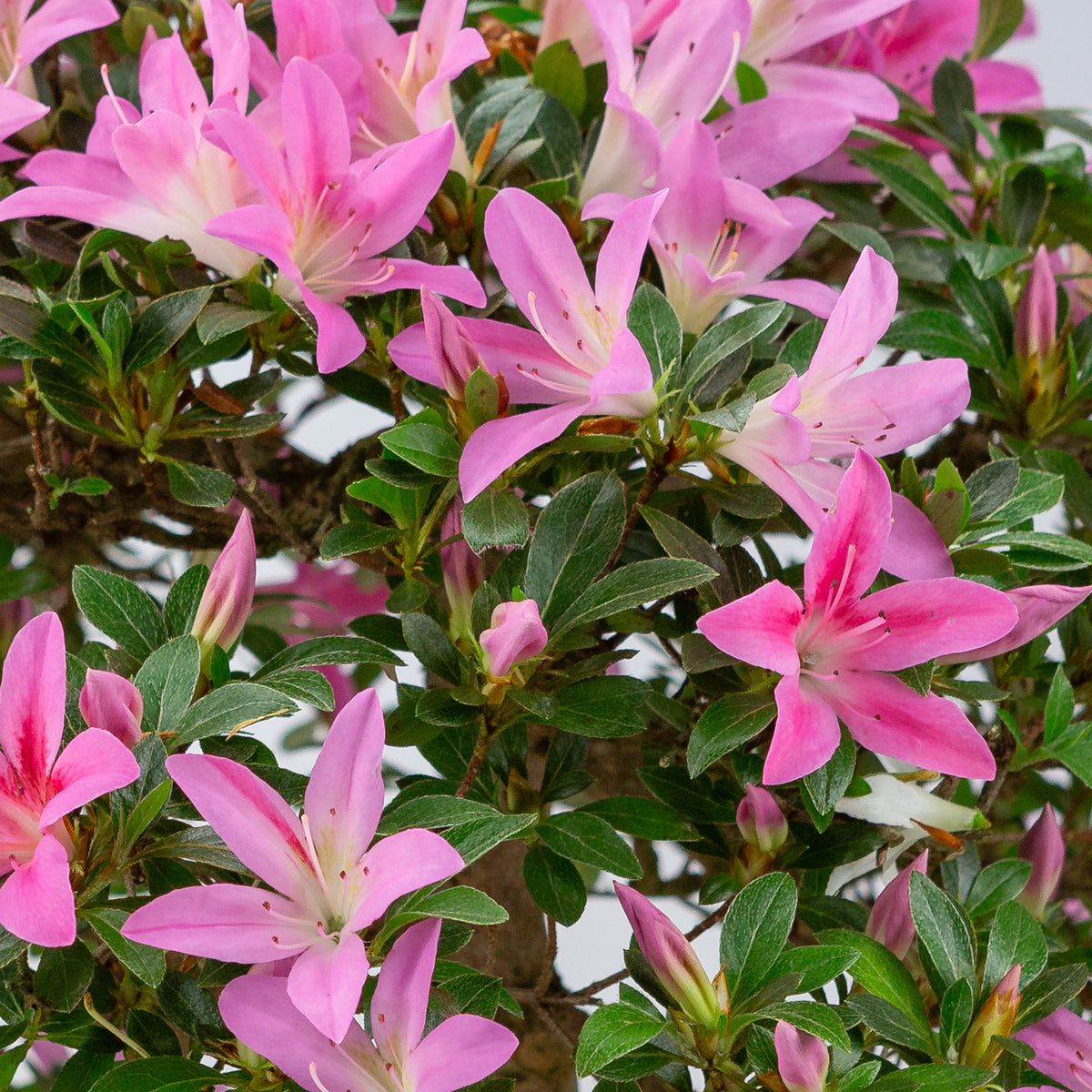 Rhododendron indicum (satsuki-azalea), højde ~50 cm