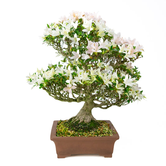 Rhododendron indicum 'Hakutsuru' (satsuki azalea), højde ~53 cm