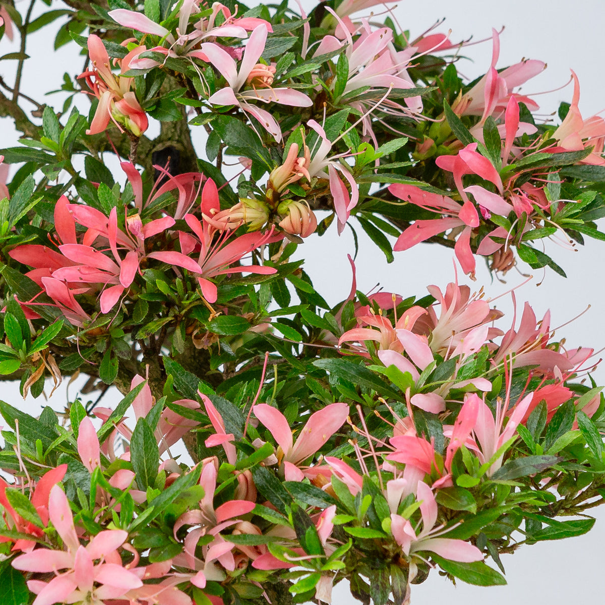 Rhododendron indicum 'Suchi no Kirameki' (satsuki azalea), højde ~56cm