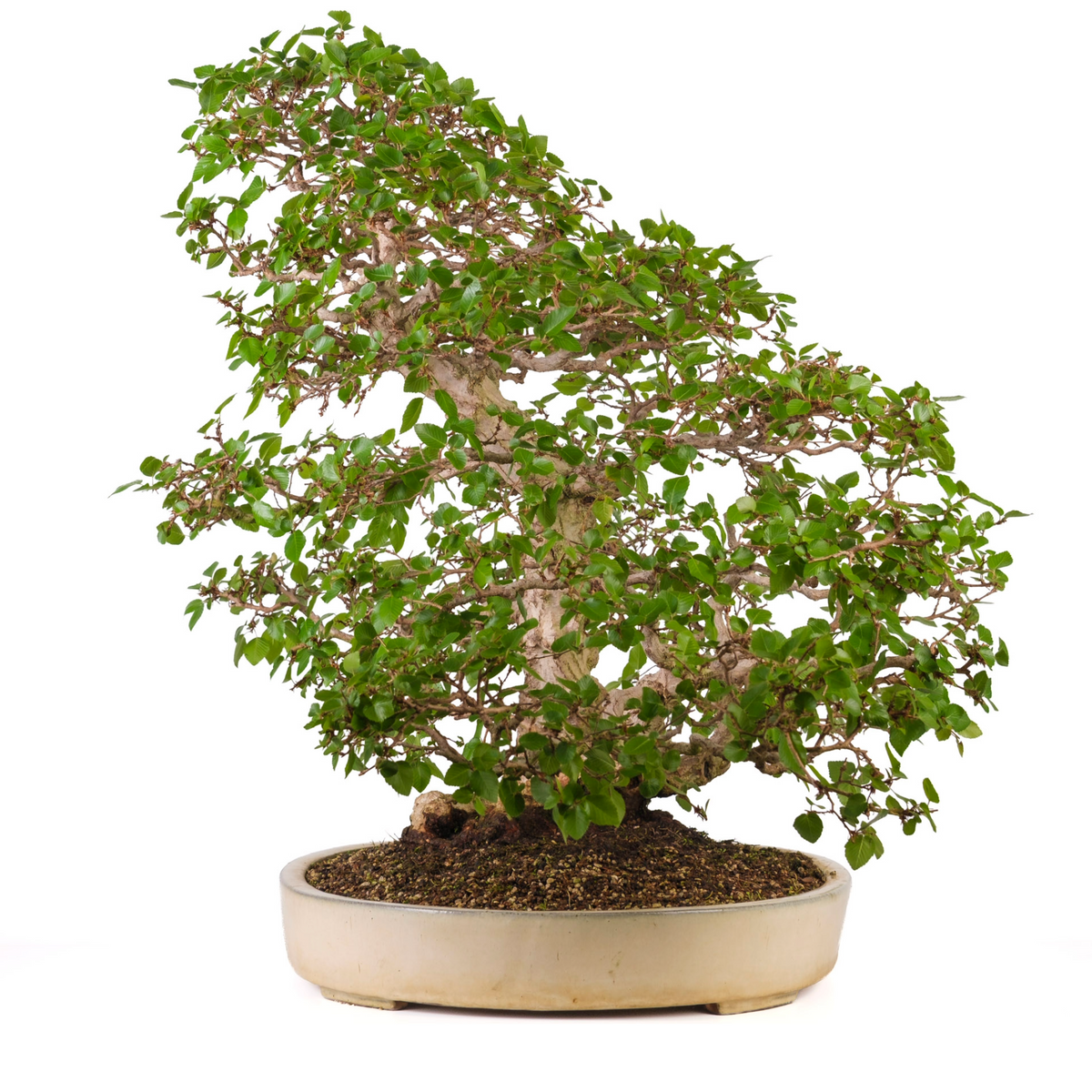Carpinus coreana (Koreansk avnbøg), højde ~72cm