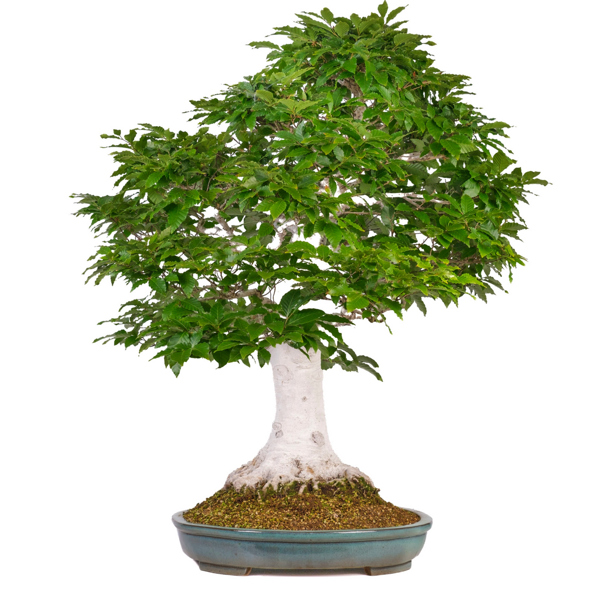 Fagus crenata (Japansk bøg) nr. 120, højde ~105cm