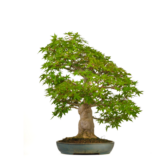 Acer palmatum (Japansk ahorn) nr. 54, højde ~65 cm