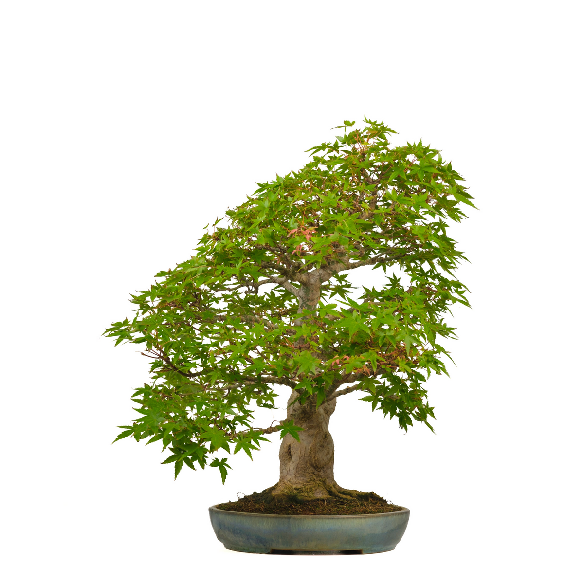Acer palmatum (Japansk ahorn) nr. 54, højde ~65 cm