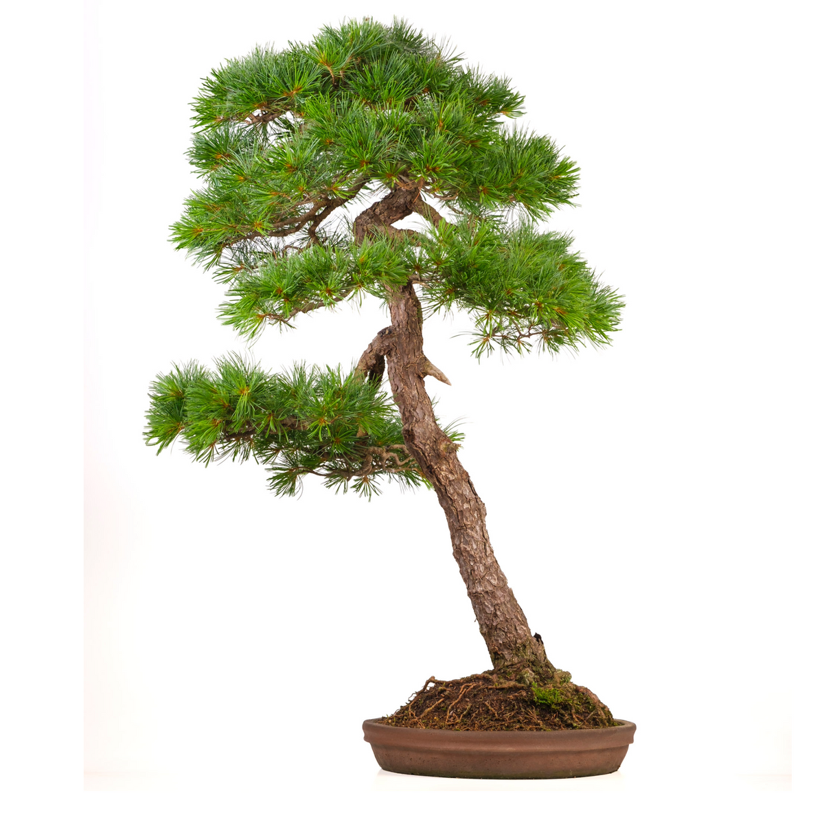 Pinus thunbergii (japansk sortfyr) nr. 51, højde ~112 cm