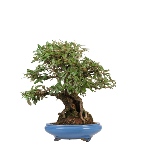 Elaeagnus pungens (tornbladet sølvblad) nr. 118, højde ~60 cm