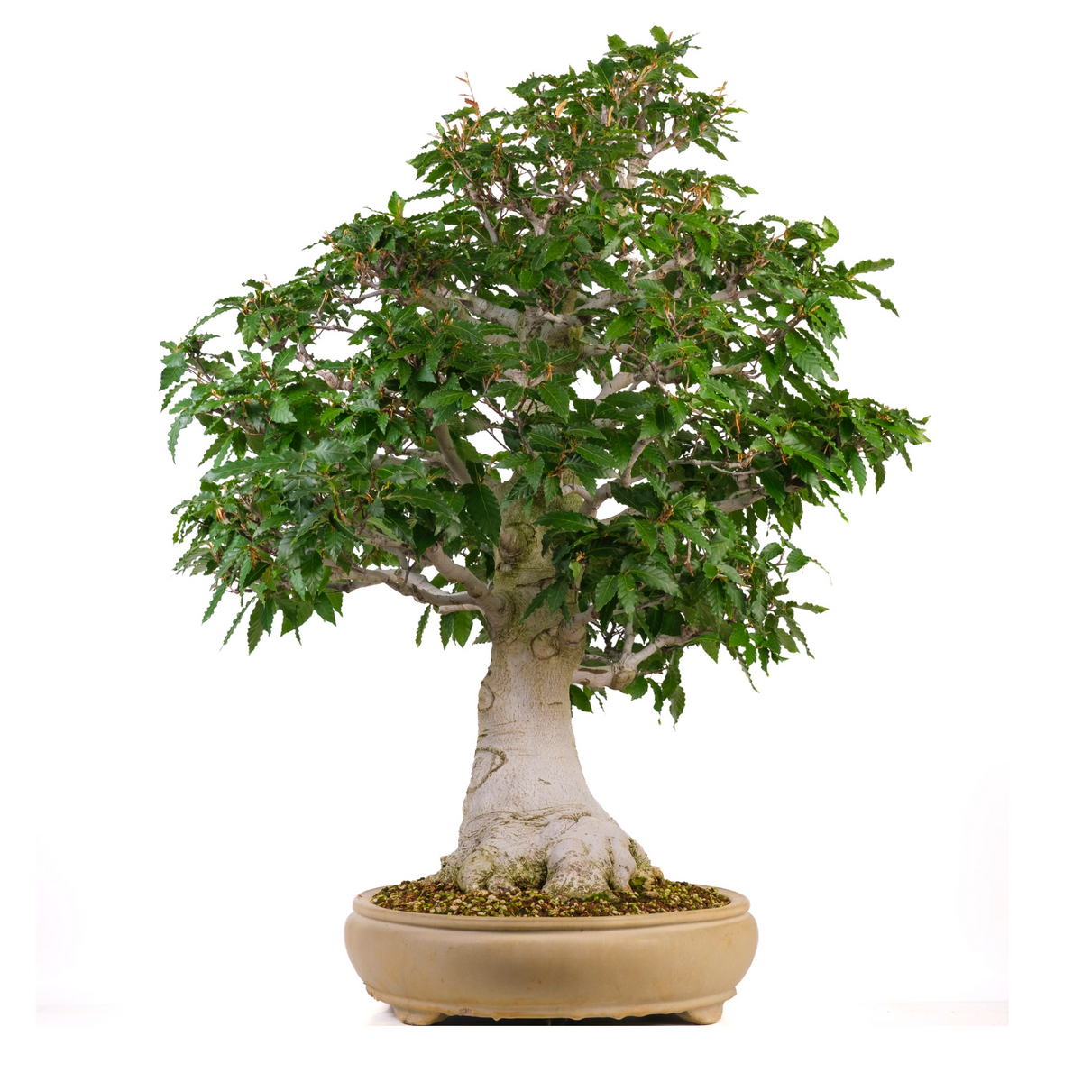 Fagus crenata (Japansk bøg) nr. 117, højde ~95cm