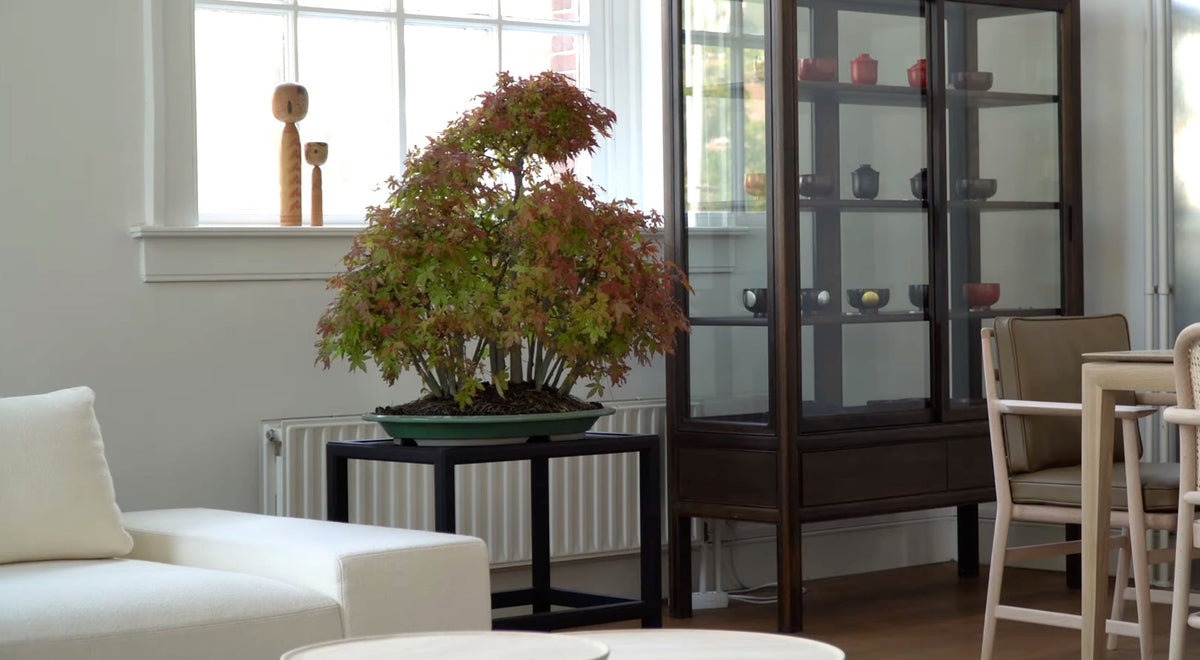 Bonsai kopen - binnen en buiten bonsai bomen